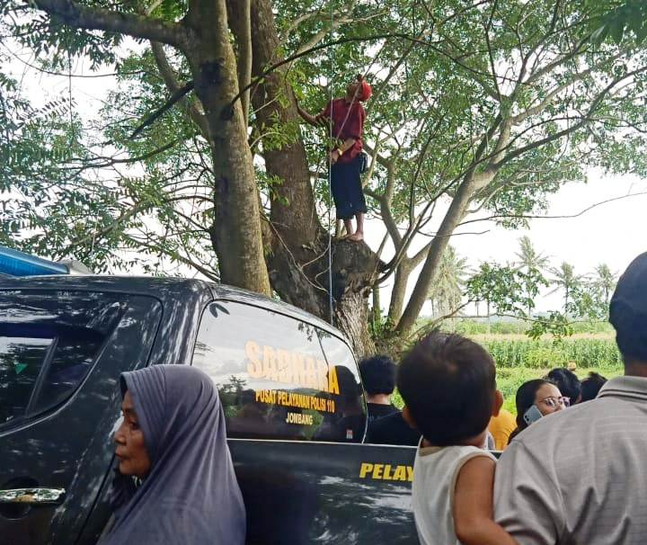 TRAGIS: Salah seorang warga ketika akan menurunkan jasad korban yang tergantung di pohon pinggir jalan raya jurusan Kencong-Tanggul di Desa Wringinagung, Kecamatan Jombang, Jember, Selasa (22/11) siang.