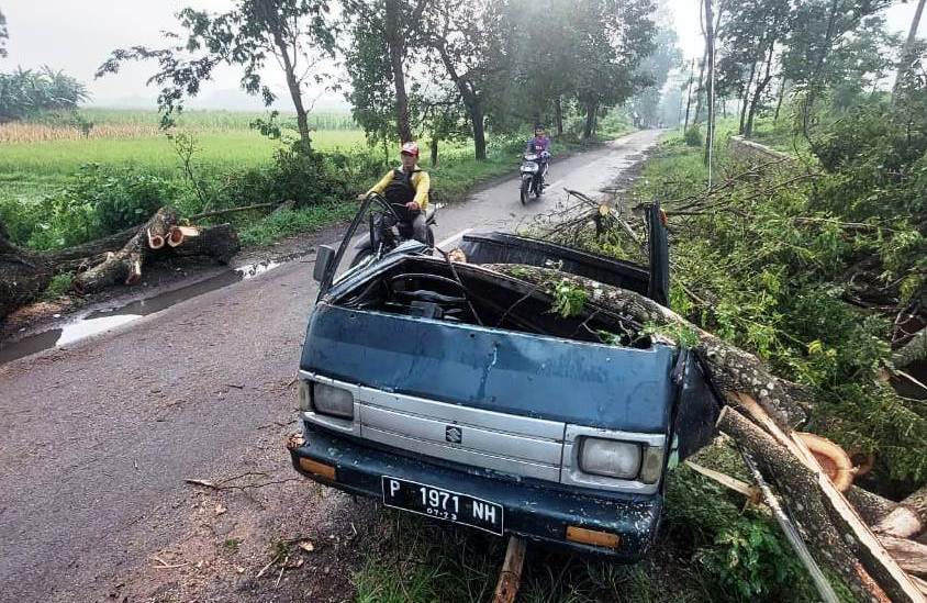 HANCUR: Kondisi mobil Suzuki Carry P 1971 NH yang remuk tertimpa pohon ambruk di Desa/Kecamatan Jenggawah, Jember. Peristiwa itu terjadi, Minggu (27/11) kemarin.