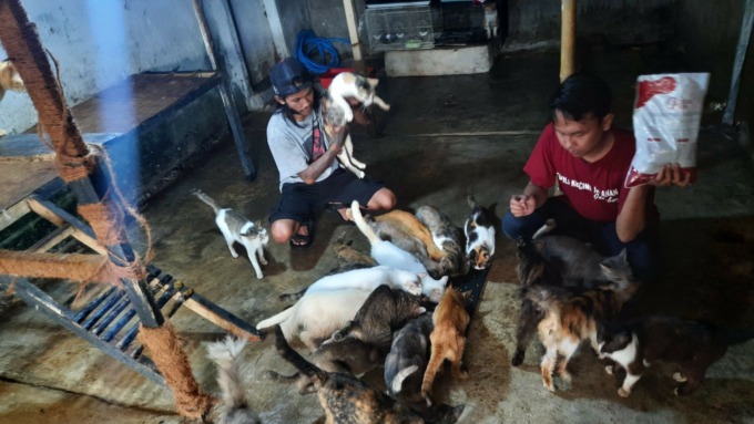 MEMBERI PAKAN: Andika Reksa memberi pakan kucing di Catty Home Jember, Kelurahan Kranjingan.