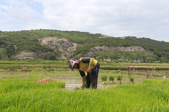 MULAI TANAM: Petani menanam padi di Desa Grenden, Kecamatan Puger.