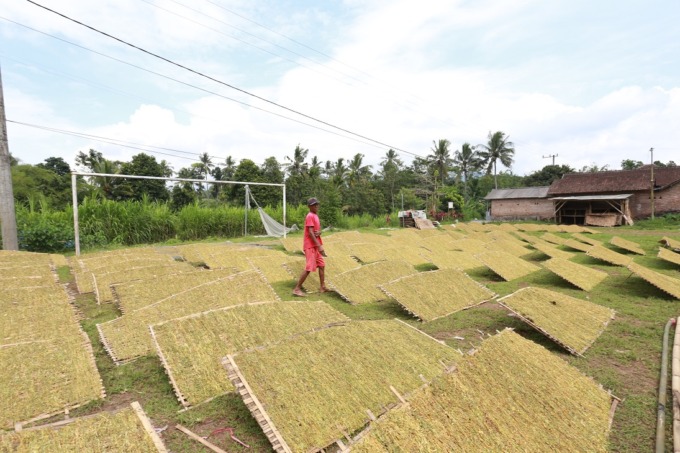 TAK TENANG: Petani menjaga rajangan tembakau karena sewaktu-waktu bisa turun hujan, di Desa Kamal, kemarin.