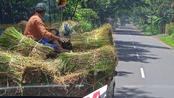 MENDAHULUI: Kendaraan bak terbuka yang bermuatan jerami plus orang melintas di jalan daerah Arak-Arak, Kecamatan Wringin.