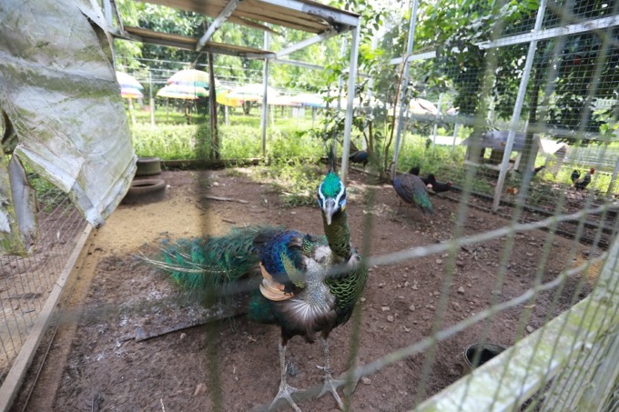 EKSOTIS: Merak hijau yang ditangkarkan oleh Taman Botani Sukorambi. Meski termasuk hewan dilindungi, namun dapat dipelihara apabila telah memenuhi syarat-syarat dalam perizinan.