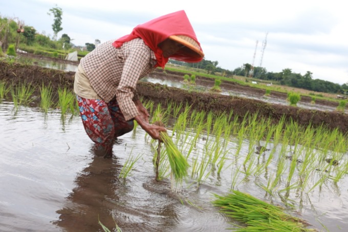 TANAM PADI: Beberapa buruh tani sedang menanam padi di kawasan persawahan Desa Pancakarya. Sementara ini harga padi berada di atas rata-rata. Meski begitu, mereka juga risau akan cuaca buruk.