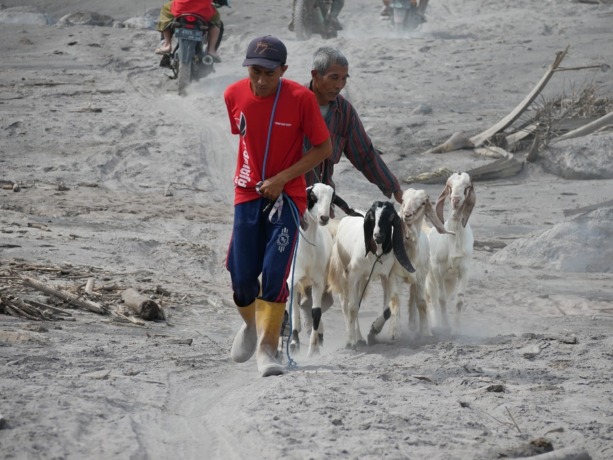 BAWA KAMBING: Beberapa ekor kambing yang diselamatkan warga. Hewan ternak ini dibawa menuju hunian relokasi Desa Sumbermujur, Kecamatan Candipuro. (MUHAMMAD SIDKIN ALI/RAME)