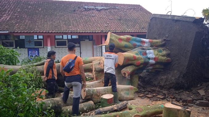 EVAKUASI: Tim TRC BPBD Bondowoso memotong pohon besar setelah tumbang di halaman SDN Jetis 2, Kecamatan Curahdami, kemarin (13/12).