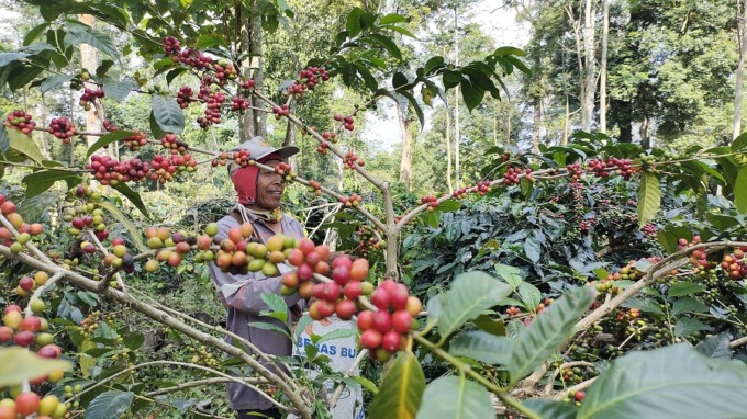 KOMODITAS UNGGULAN: Petani kopi Bondowoso mulai panen kopi petik merah yang terus dipertahankan untuk menjaga kualitas. Bondowoso telah dikenal sebagai daerah penghasil kopi terbaik, tapi saat mulai sulit mencari generasi penerus.