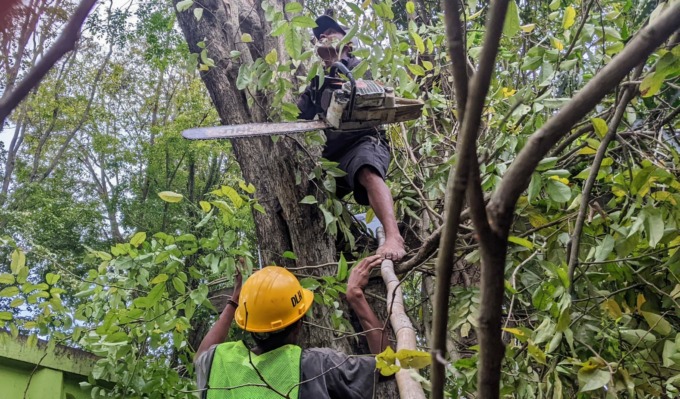 KERJA KERAS: Salah seorang petugas pemangkas pohon angsana.