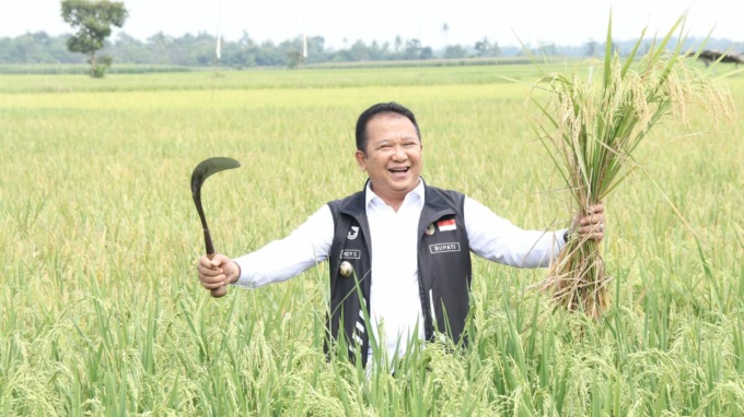 KUATKAN PERTANIAN: Bupati Jember Hendy Siswanto ketika panen raya beberapa waktu lalu. Pemkab Jember melakukan kolaborasi dengan banyak pihak untuk wujudkan mandiri pangan dan energi di Jember.