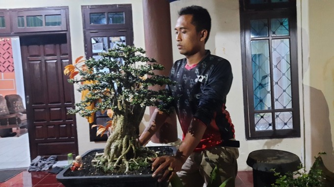 PERAWATAN: Ahmad Fatoni, warga Mumbulsari, melilitkan kawat di bagian ranting bonsai agar tumbuh seperti yang diinginkannya.