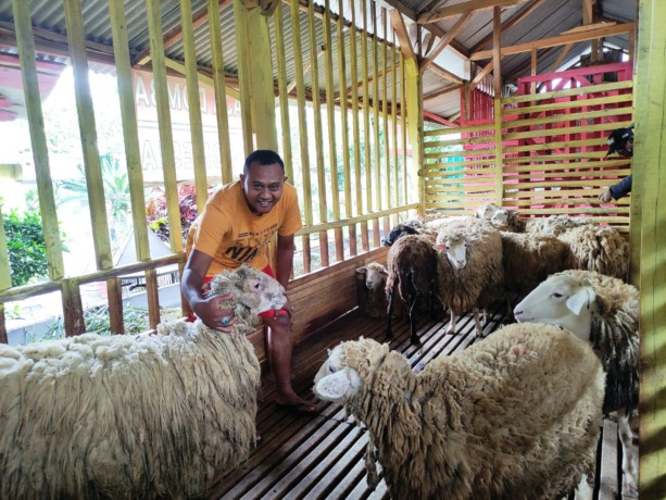 INPIRATIF: Muhammad Salim, pemilik peternakan Raja Domba Indonesia asal Sidomulyo, Kecamatan Silo, yang berhasil menjual domba ke sejumlah negara.