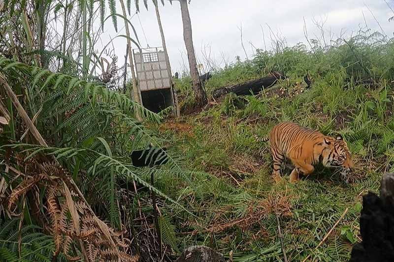 Dokumentasi - Harimau sumatra dilepasliarkan di kawasan hutan Kabupaten Gayo Lues, Aceh.