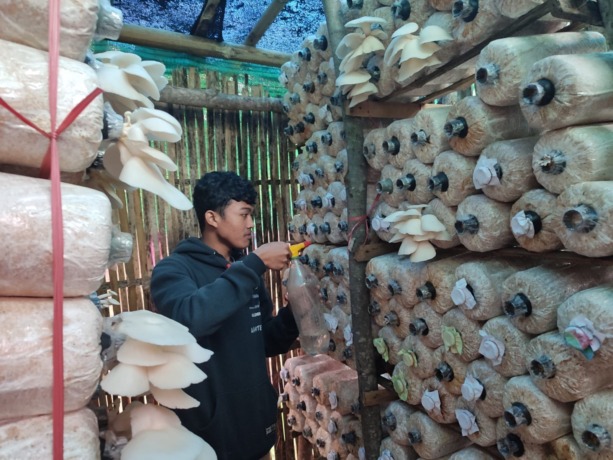 TEKUN: Ahmad Suprayogi ketika memeriksa jamur tiram yang sudah siap dipanen. Dalam dia sehari bisa menjual sebanyak dua kilogram jamur.