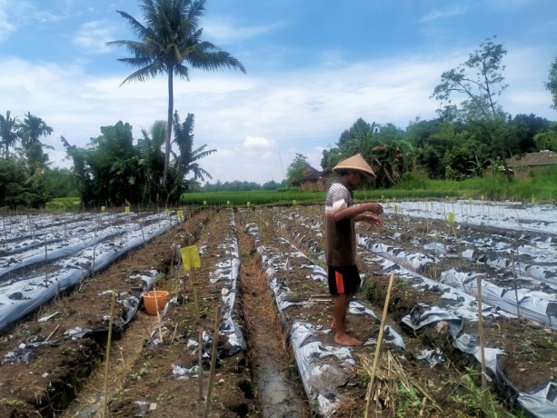 TERCEMAR LIMBAH:  Salah seorang petani di Desa Kertosari, Pakusari, ketika sedang berada di sawah miliknya. Sejumlah petani di Desa Kertosari mengeluhkan adanya air sampah dari TPA Pakusari.