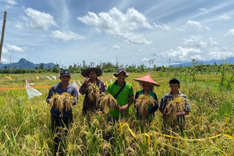 Dokumen - Petani yang tergabung dalam Kelompok Tani Tunas Baru binaan PT Cita Mineral Investindo Tbk (CMI) melaksanakan panen raya padi di Desa Matan Jaya, Kecamatan Simpang Hilir, Kabupaten Kayong Utara (25/01/2023).