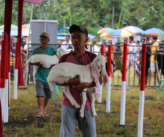 ASLI LUMAJANG: Kambing ras Senduro, kambing asli Lumajang, diikutkan dalam kontes kambing di Desa Jambekumbu, Kecamatan Pasrujambe, Minggu (19/2).