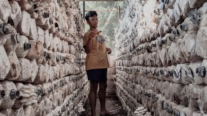 BUDI DAYA: Pandai merawat jamur tiram akan menghasilkan panen yang segar dan sehat.