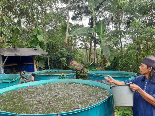 Seorang peternak lele bernama  Muhammad Nuri menebar pakan rutin ke kolam ikan lele miliknya, kemarin (15/2). (Durotul Karimah/Radar Malang)