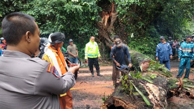 SEBABKAN MACET: Petugas BPBD Jember bersama warga, TNI dan Polri, bersama-sama memotong pohon yang tumbang menutup jalan di jalur Gumitir, Senin (13/2) sore.