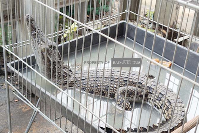 Warga Desa Loram Wetan menemukan anakan buaya saat mencari ikan, tentu penemuan binatang bergigi tajam itu mengagetkan warga setempat.