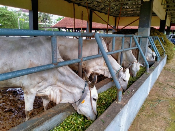 HARUS BERSIH: Para peternak sapi harus diminta terus menjaga kebersihan kandang. Sebab, sapi harus dipastikan sehat, terhindar dari segala penyakit sebelum masuk ke rumah potong.