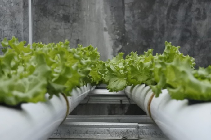 SUBUR: Tanaman hidroponik selada milik Aji Santoso di Kecamatan Ajung.