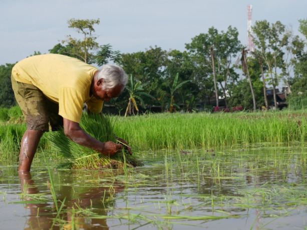 BERISIKO: Petani Lumajang saat berkerja di sawah. Pekerjaan petani berpotensi terjangkit penyakit leptospirosis jika terpapar virus leptospira dari urin tikus. Hingga kini ada delapan orang suspek.