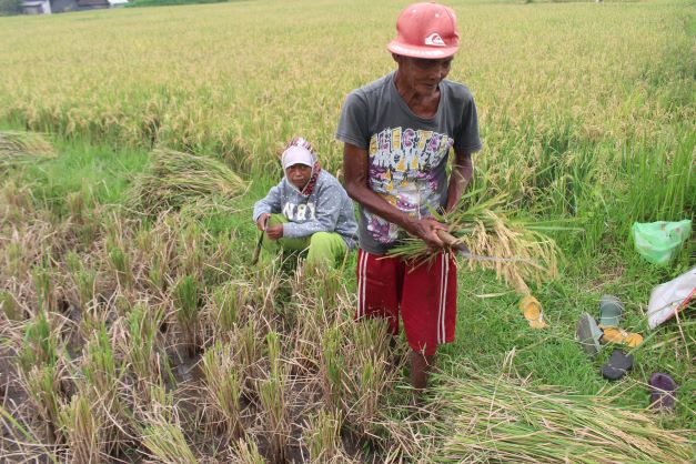 BELUM MEMUASKAN: Petani memanen padi. Meski memasuki musim panen, namun harga jual gabah kerap kali murah karena terjebak monopoli harga, sehingga banyak petani merugi.