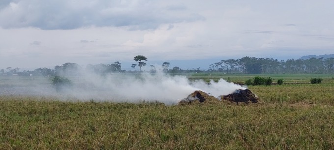 SALAH: Kebiasaan membakar jerami yang sering dilakukan di tengah sawah bisa membuat tanah tidak gembur dan berpotensi pada timbulnya hama penyakit.