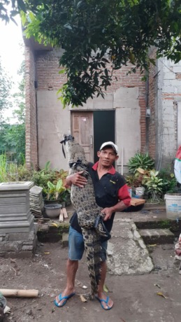 Semula cuma berniat memancing ikan untuk santapan sekeluarga. Siapa sangka mereka dapatkan adalah buaya, selama ini diburu warga desa.