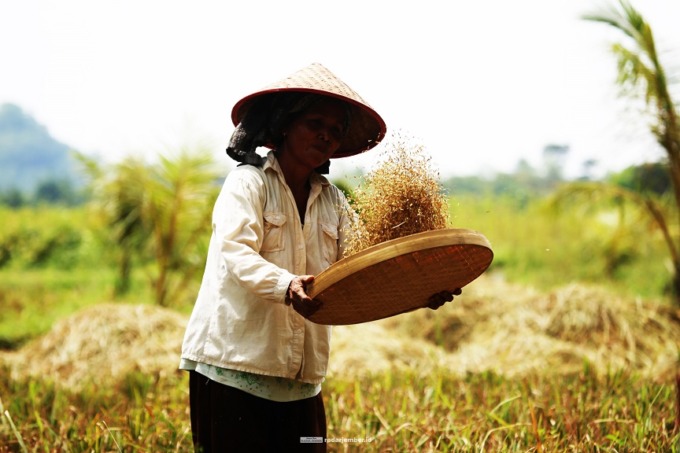 TERUS BERTANI: Buruh tani saat membersihkan gabah. Harga beras mengalami kenaikan dan menyumbang inflasi pada April lalu, namun petani sebagai produsen utama tidak begitu mendapatkan keuntungan yang layak.