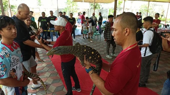 ADU CANTIK: Biawak Varanus salvator saat diperlihatkan dalam Kontes Reptil Nasional di Jember Mini Zoo, kemarin (21/5).