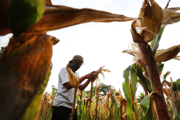 TANAMAN PANGAN: Petani bersiap memanen tanaman jagungnya. Petani perlu mewaspadai ancaman El Nino.