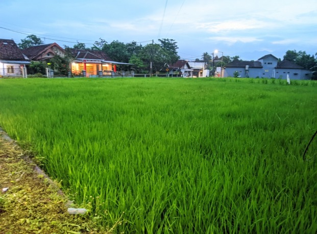 TERIMPIT: Lahan pertanian yang berada di kawasan permukiman penduduk. Belum selesainya Raperda RTRW membuat kawasan untuk pertanian, permukiman, hingga industri tak jelas.