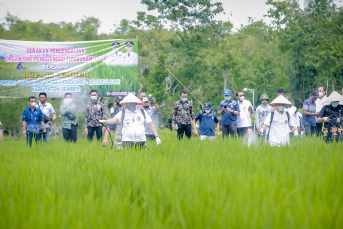 ORGANIK: Bupati Jember Hendy Siswanto saat menyemprotkan pestisida pada tanaman padi di Kecamatan Mumbulsari.