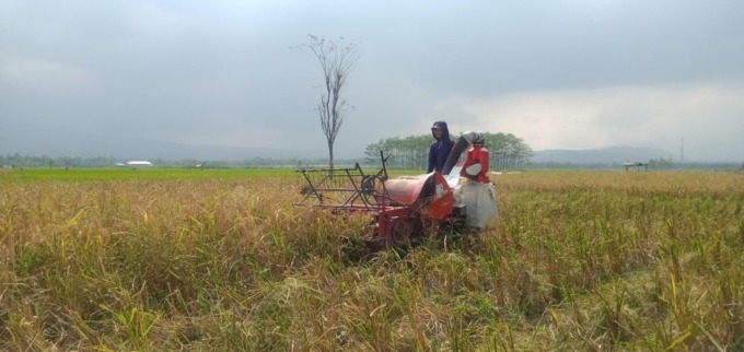 LUAS: Hamparan lahan pertanian di Desa Pancoran, Kecamatan Bondowoso. Kini, pemerintah telah memetakan lahan tetap untuk pangan dan lahan cadangan.
