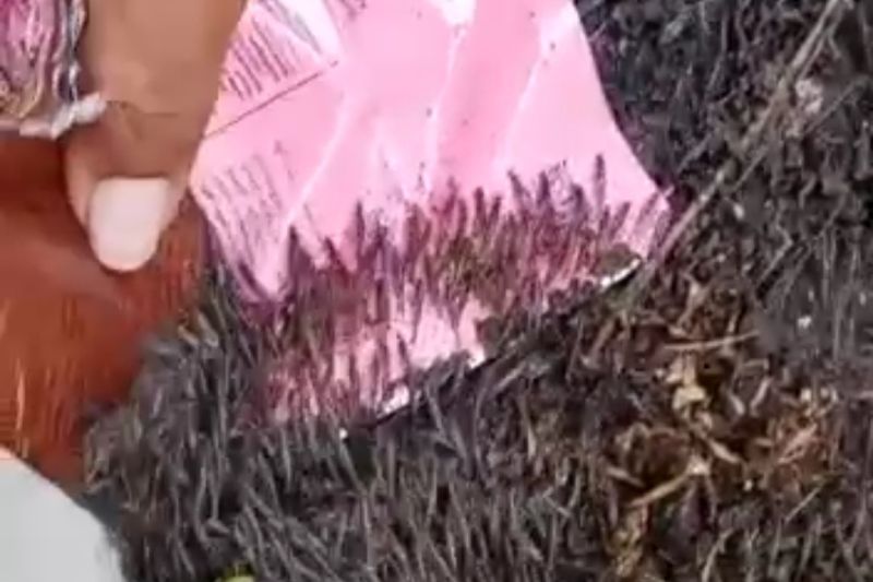 Fenomena jutaan udang laut naik ke darat terjadi di Desa Buladu, Kecamatan Sumalata Timur, Gorontalo Utara.