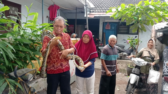 DIAMANKAN: Achmad Dany bersama istrinya menunjukkan ular sanca kembang yang ditangkap di Kali Temi, Kelurahan Ditotrunan, Kecamatan Lumajang, pagi tadi. (Muhammad Sidkin Ali/Rame)