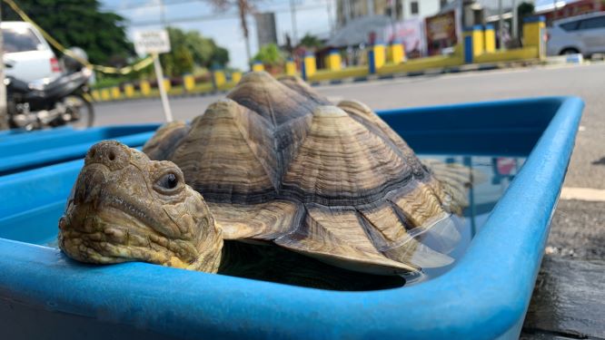 HIDUP SEHAT: Kura-kura sulcata saat berjemur untuk menjaga kebugaran dan terhindar dari jamur. (ILHAM WAHYUDI / RADAR JEMBER)