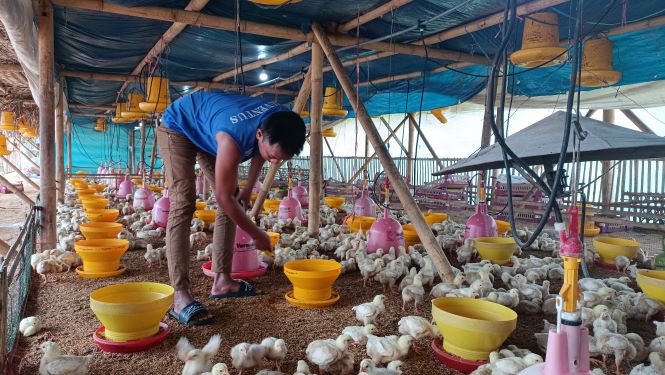 RUTIN CEK KANDANG: Peternak yang sedang memeriksa kondisi ayam broiler yang berumur sembilan hari. (HASBY/RADAR JEMBER)