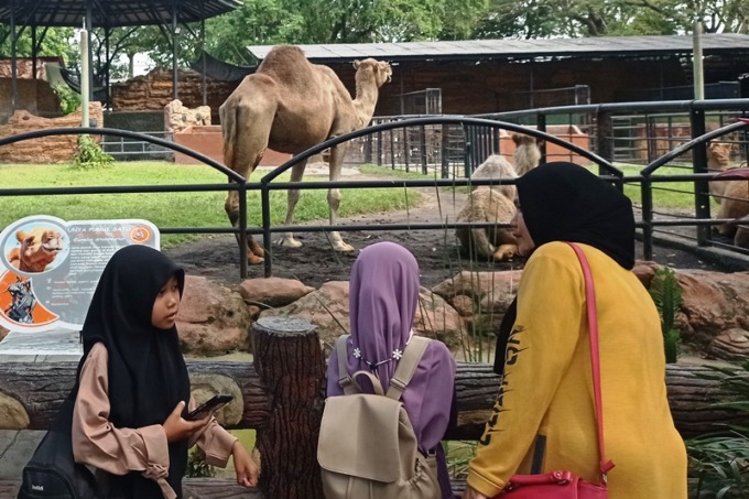Tampak  pengunjung mengamati satwa di Kebun Binatang Surabaya (KBS), bahkan bulan ini kebun binatang tersebut juga buka sampai malam hari.