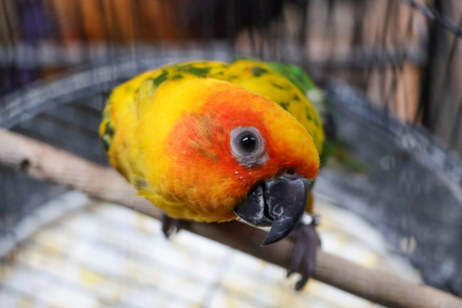 Burung sun conure memiliki warna bulu cerah dan kemampuan untuk beratraksi, kini burung tersebut mulai digemaroi orang terutama pecinta burung berkicau.