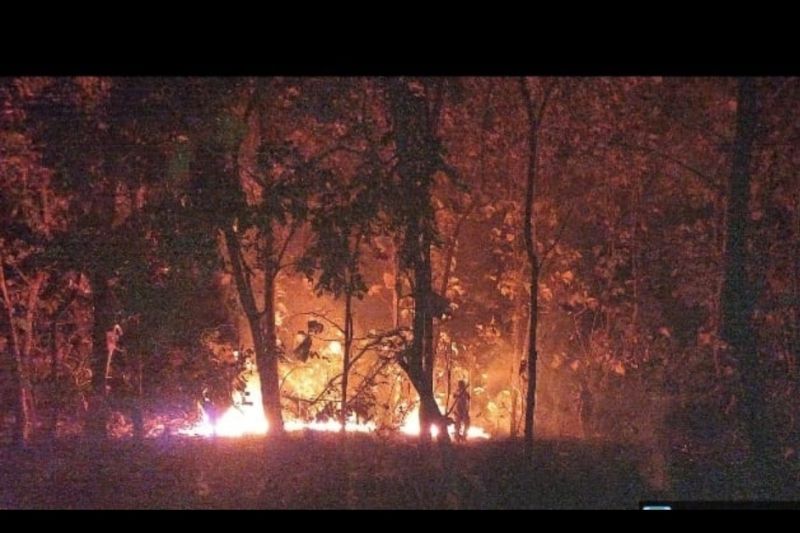 Kebakaran hutan jati di kawasan Taman Nasional Baluran Situbondo, Jawa Timur. Minggu (11/6/2023).