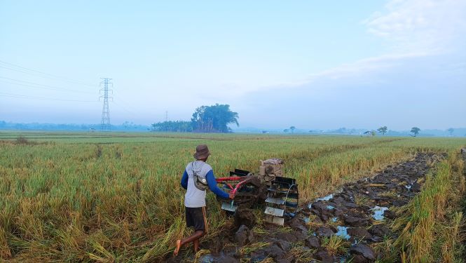 MEMBAJAK: Petani sedang mempersiapkan lahan untuk ditanam padi kembali. (HASBY/RADAR JEMBER)
