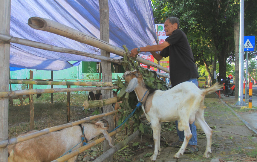 MENGAIS REZEKI: Para penjual hewan kurban mulai marak di pinggir jalan protokol di Kota Madiun jelang Idul Adha 1444 H. (BAGAS BIMANTARA/RADAR MADIUN)