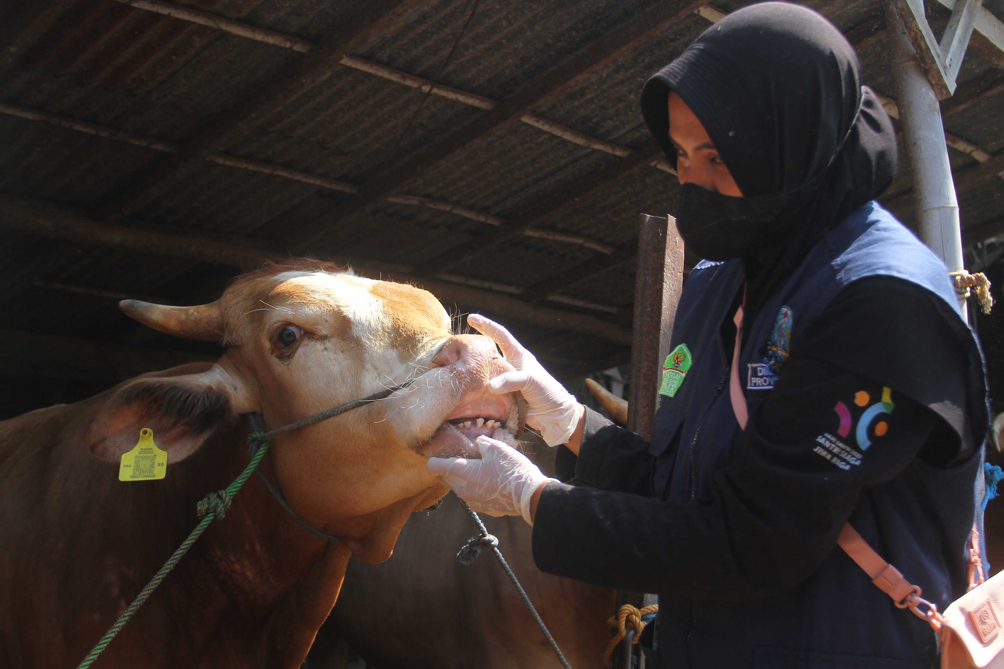 SEHAT: Petugas dari DKPP Kota Madiun melakukan pemeriksaan kondisi kesehatan hewan kurban kemarin (26/6). (BAGAS BIMANTARA/RADAR MADIUN)