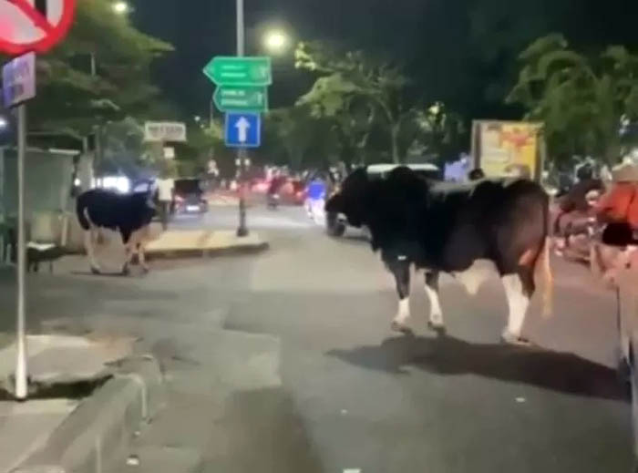 Sapi lepas bikin macet di sepanjang Jalan Wiyung menuju Menganti pada Senin (26/6) malam. (Indri Rozalia untuk JawaPos.com)