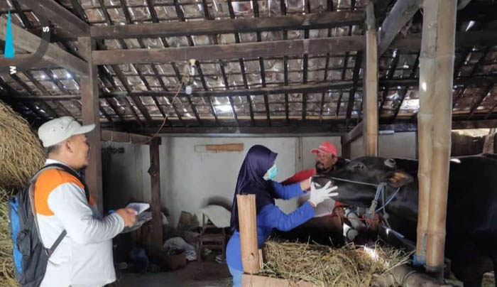 PENGAWASAN: Petugas DPP Ngawi mengecek ternak yang hendak disembelih untuk kurban. (DPP UNTUK JAWA POS RADAR NGAWI)