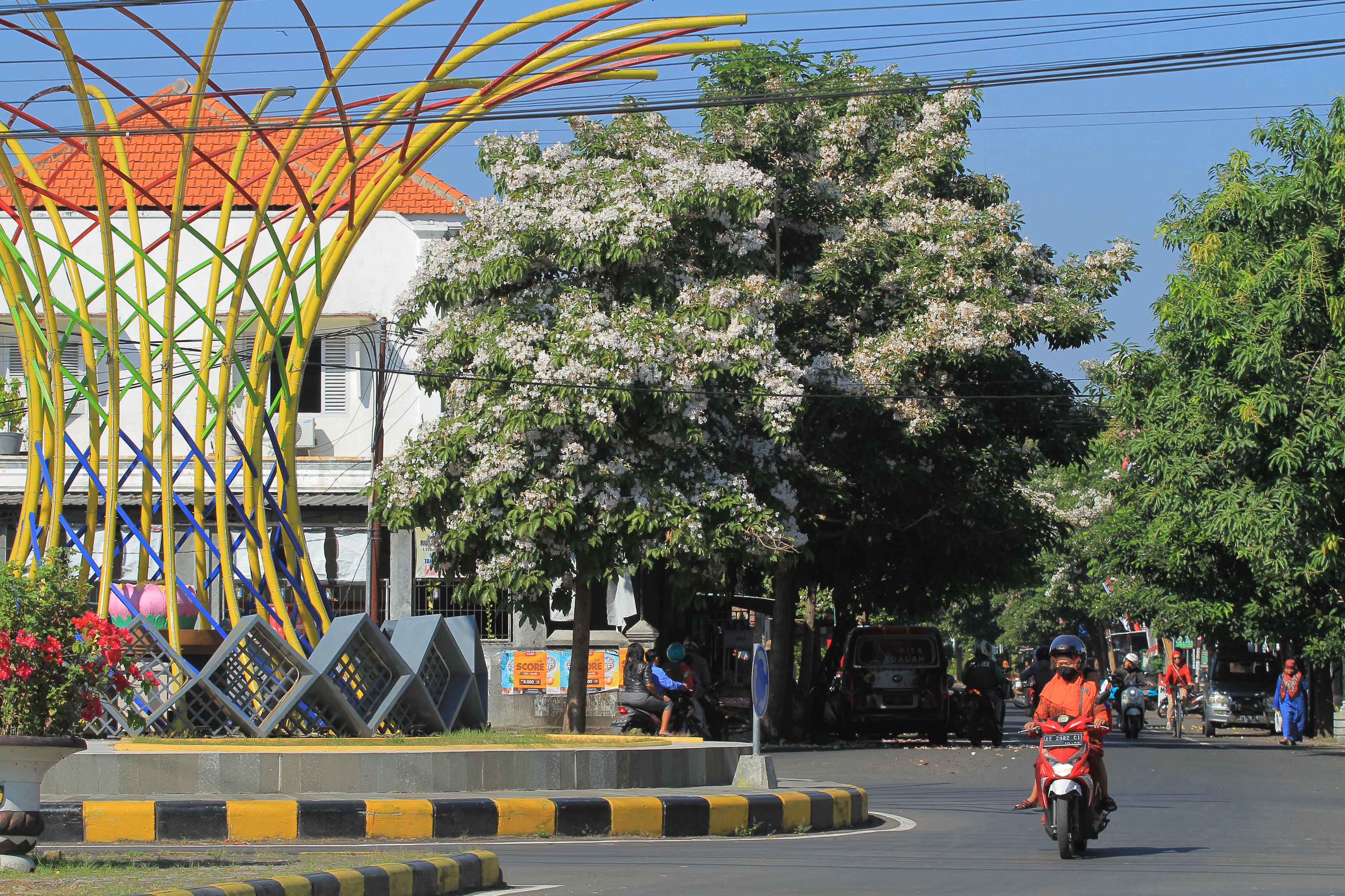 ELOK: Bunga tabebuya yang ditanam di Jalan Dawuhan mulai bermekaran. (BAGAS BIMANTARA/RADAR MADIUN)