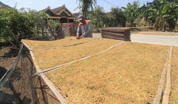 TEMBAKAU TERBAIK: Petani tembakau di Desa Tatung, Balong mulai memasuki masa panen, diperkirakan puncak panen raya September mendatang. (AJI PUTRA/JAWA POS RADAR PONOROGO)